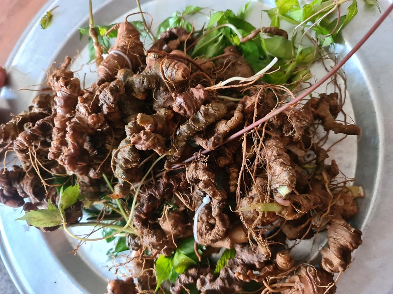 Tác dụng của Sâm Lai Châu