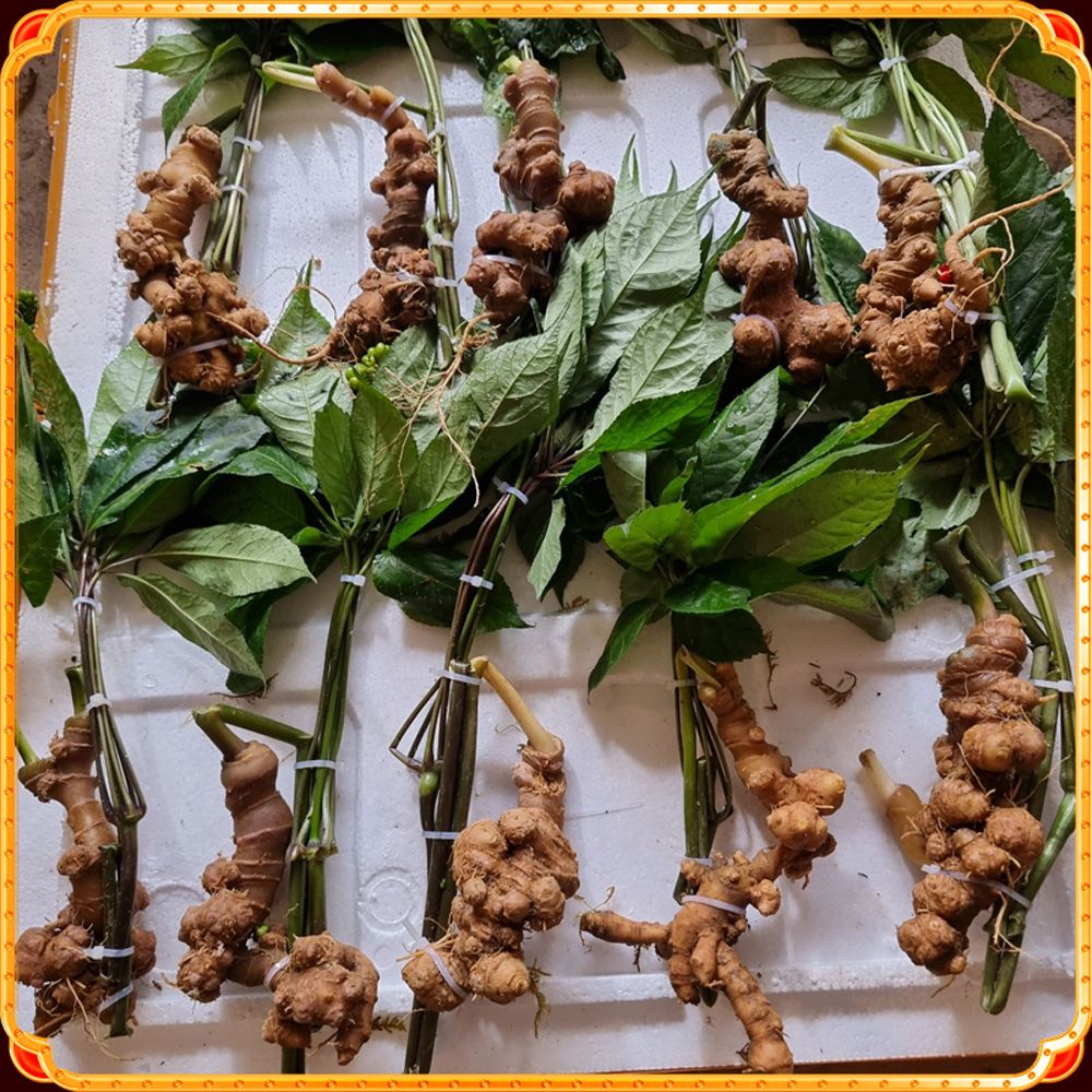 Kinh nghiệm mua Sâm Lai Châu chất lượng tốt nhất