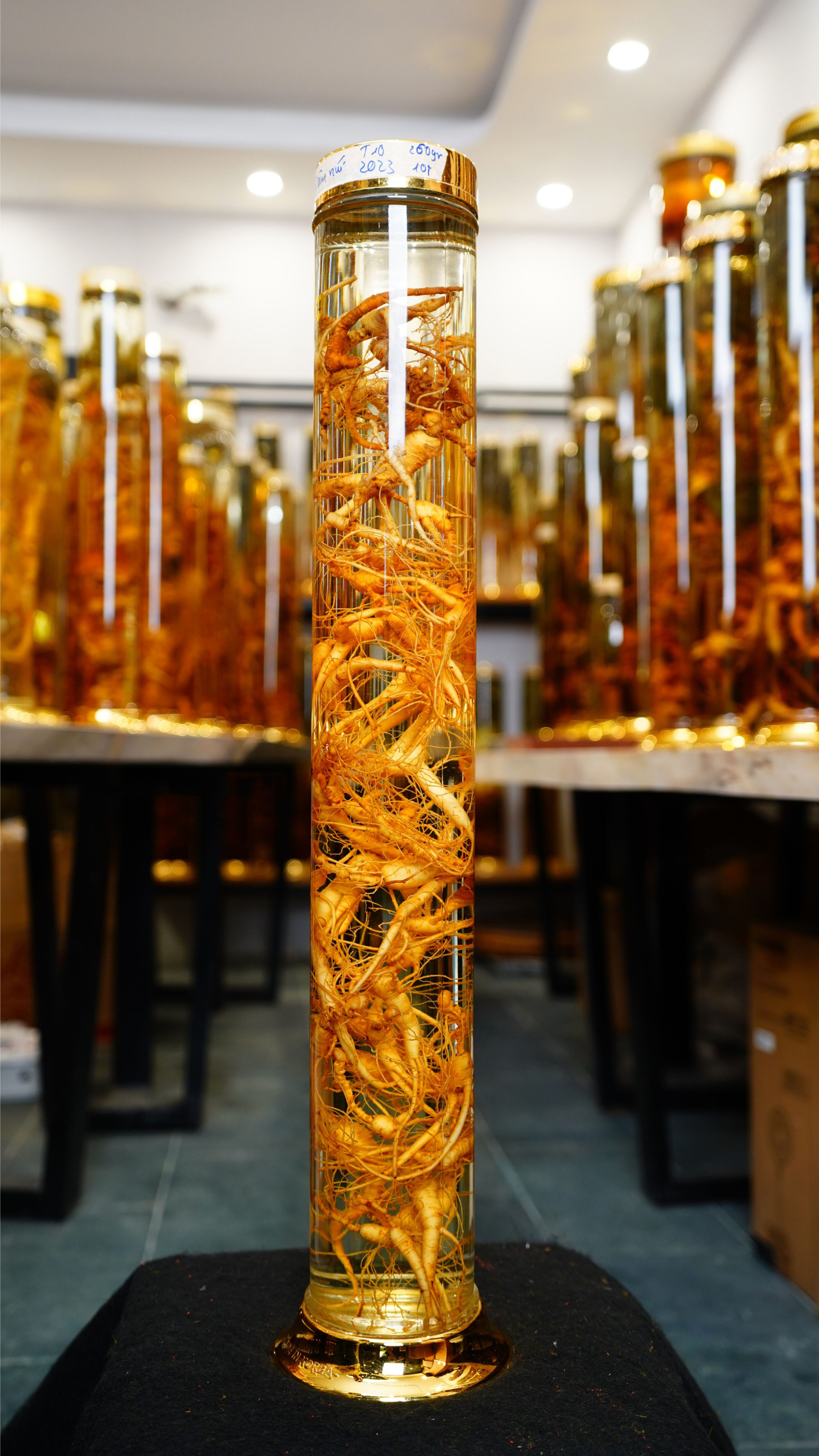 Sâm Lai Châu ngâm rượu