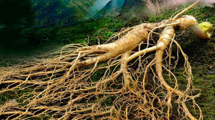 Nguồn gốc của Sâm Trường Bạch