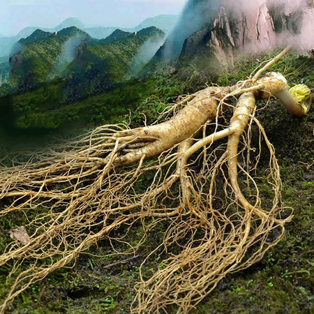 Nhân Sâm Trường Bạch