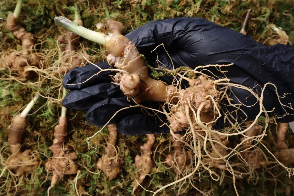 Tiêu chí chọn lựa chọn địa chỉ mua Sâm Ngọc Linh uy tín