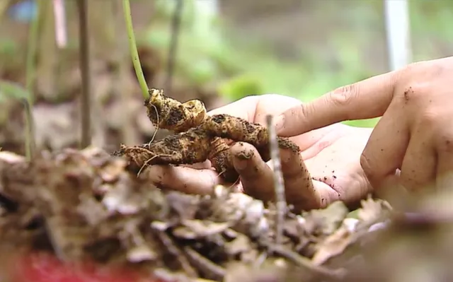 Tìm hiểu về Sâm Lai Châu