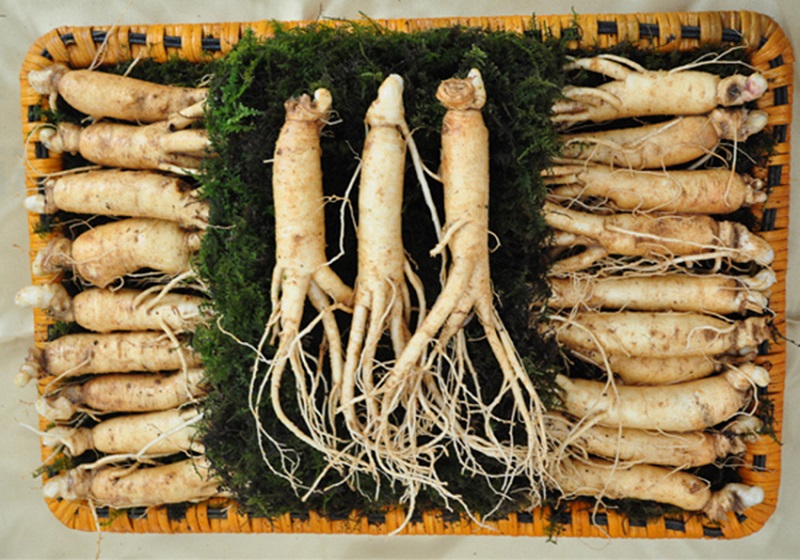 Tác dụng của Sâm Ngọc Linh trong đời sống hàng ngày