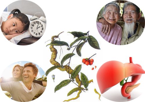 Những hợp chất quý có trong củ ba kích