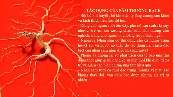 Tác dụng của Sâm Trường Bạch: Từ dinh dưỡng đến chăm sóc sức khỏe