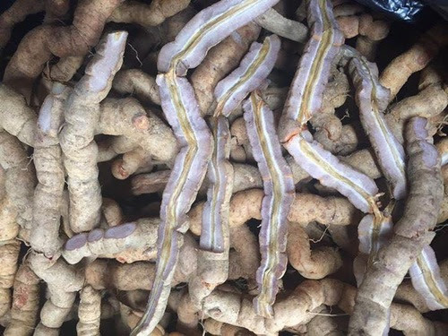 Giới thiệu về Ba kích tím Quảng Ninh