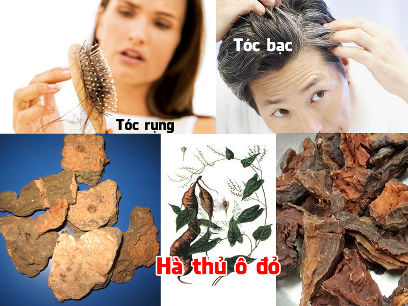 Tác dụng của Hà Thủ Ô Từ Tâm - bí quyết sức khỏe và sắc đẹp toàn diện