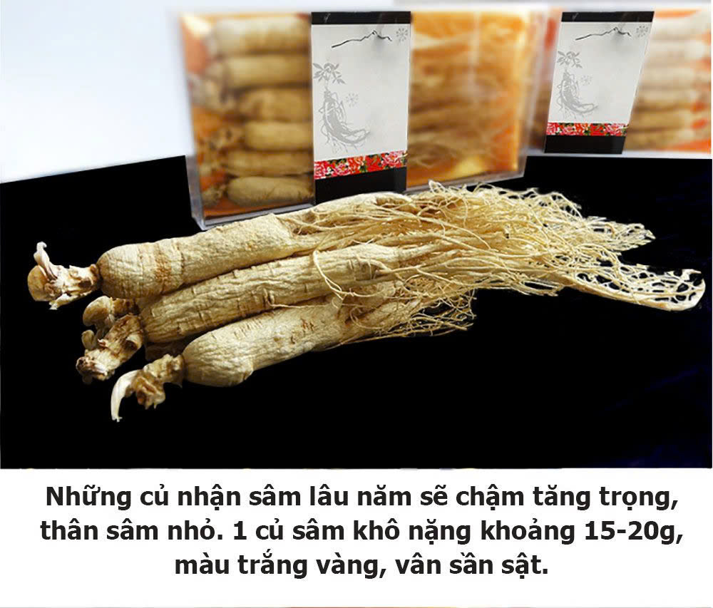 Giá Sâm Trường Bạch phụ thuộc vào những yếu tố nào?