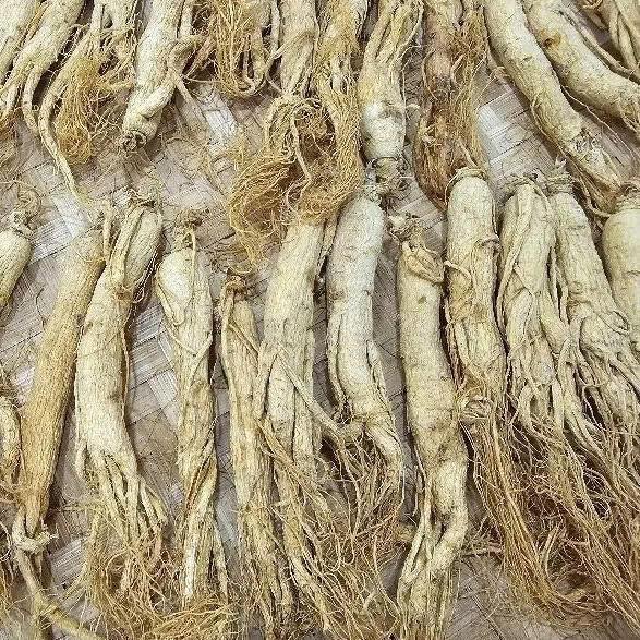 Giá trị dinh dưỡng của Sâm Trường Bạch khô đối với sức khỏe