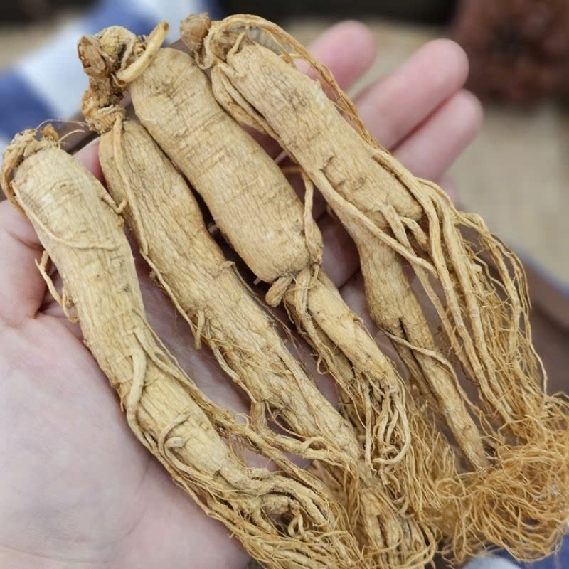 Tìm hiểu về giá Sâm Trường Bạch