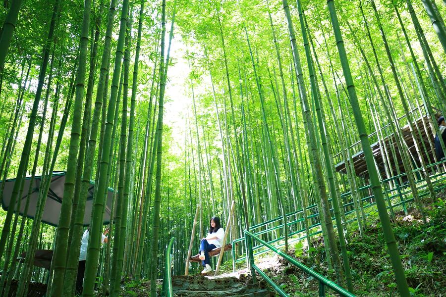 Rừng Trúc Púng Luông - Địa điểm check-in không thể bỏ qua khi ghé thăm Mù Cang Chải