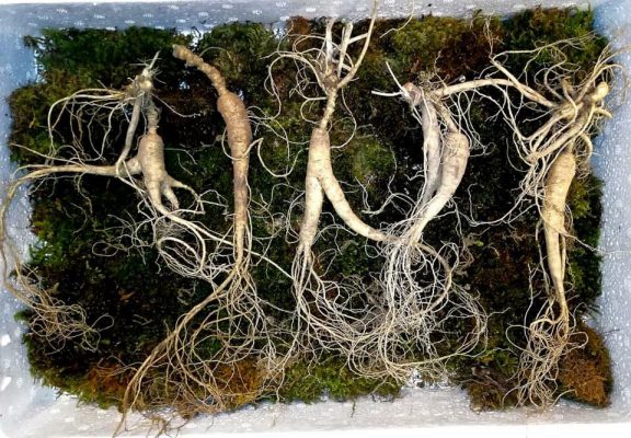 Giá Sâm Trường Bạch phụ thuộc vào những yếu tố nào?