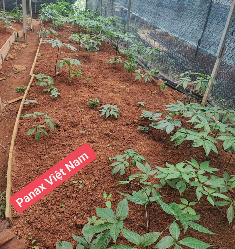 Sâm Việt Nam Là Gì?