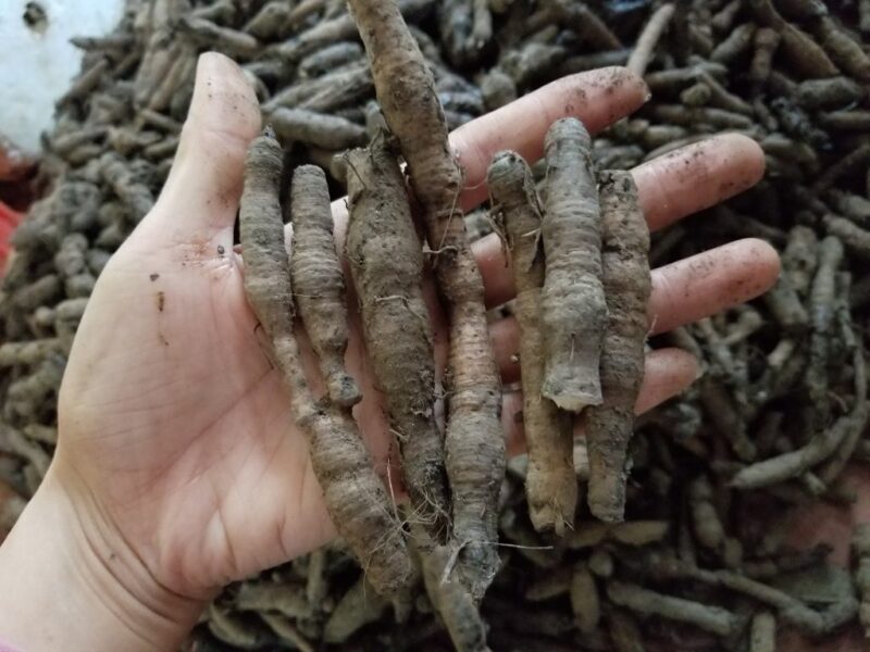 Củ Sâm Cau Tươi Trước Khi Sấy