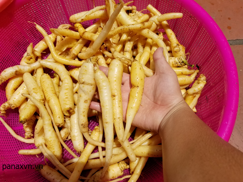 những củ đảng sâm già