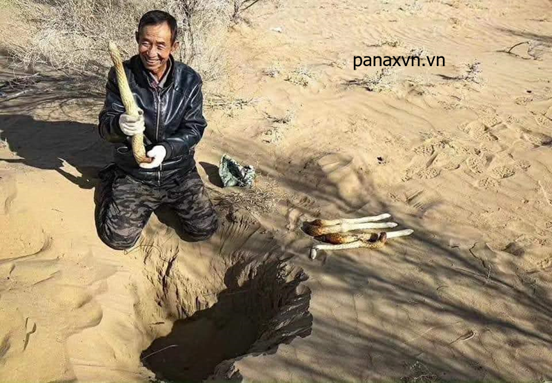 Khai thác củ nhục thung dung ở sa mạc