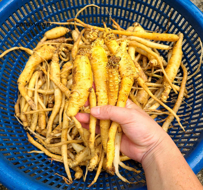củ đảng sâm tươi