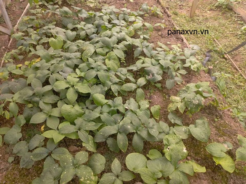 thất diệp nhất chi hoa giống