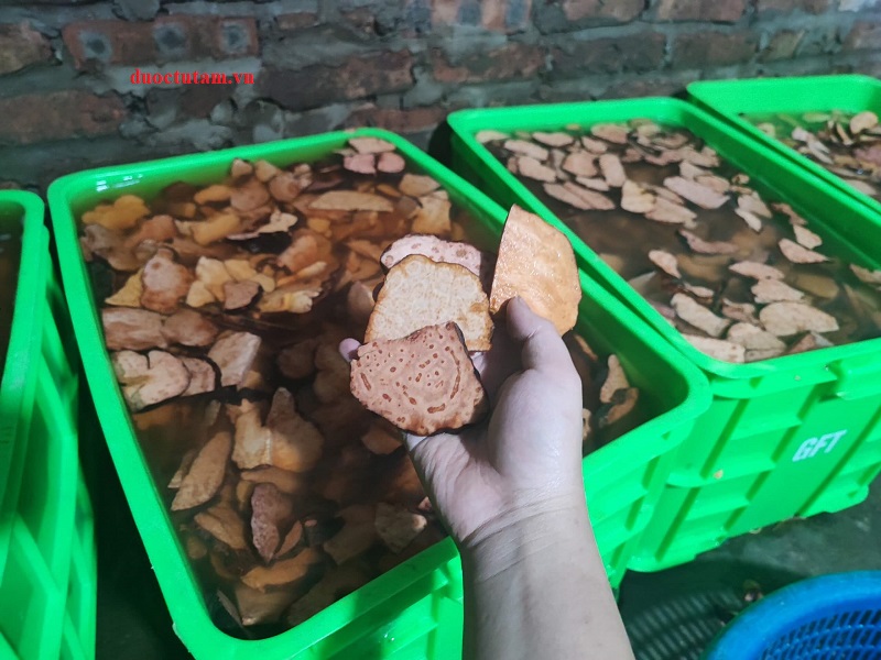 hà thủ ô đỏ thái lát để chế