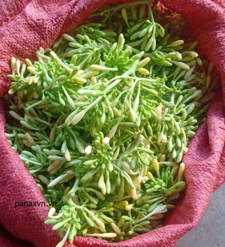 hoa đu đủ đực tươi