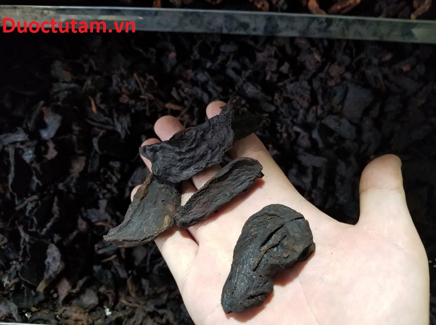 miếng hà thủ ô từ tâm