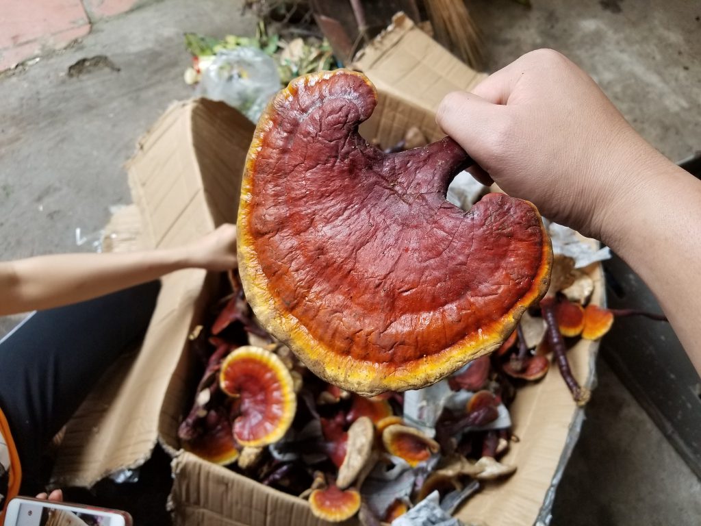 nấm lim xanh còn tươi