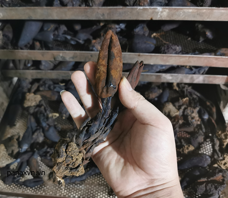 nấm ngọc cẩu khô