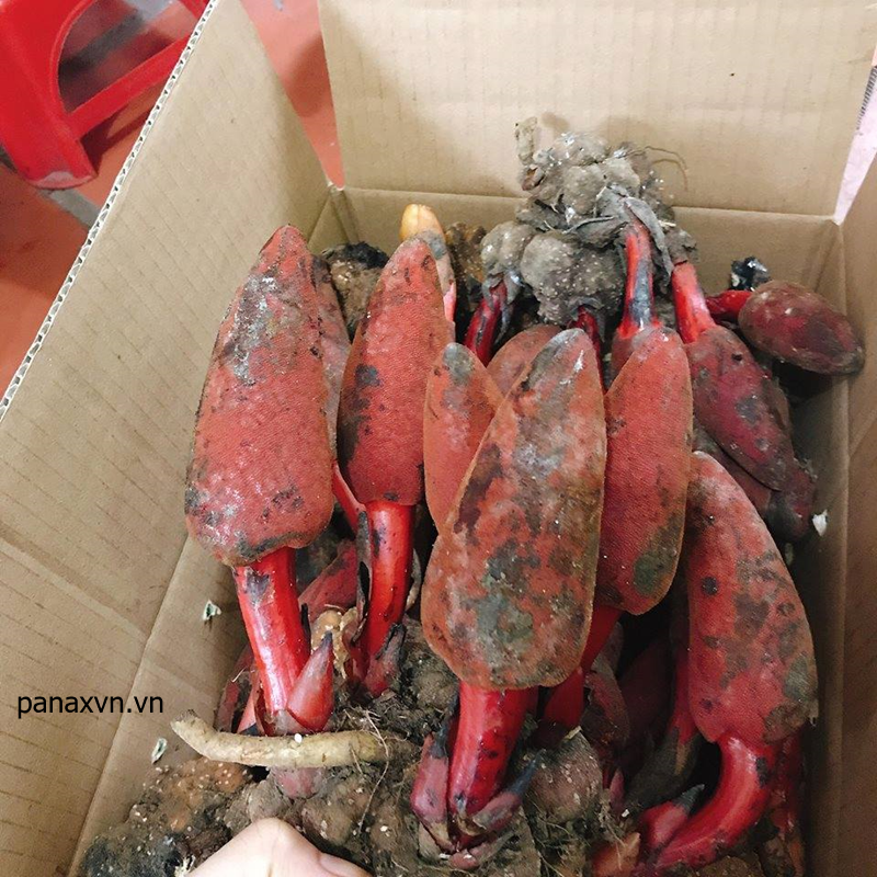 nấm ngọc cẩu tươi mù cang chải