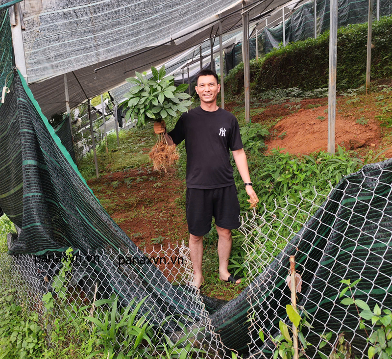 khách nhổ sâm Việt Nam tại vườn panax Việt Nam