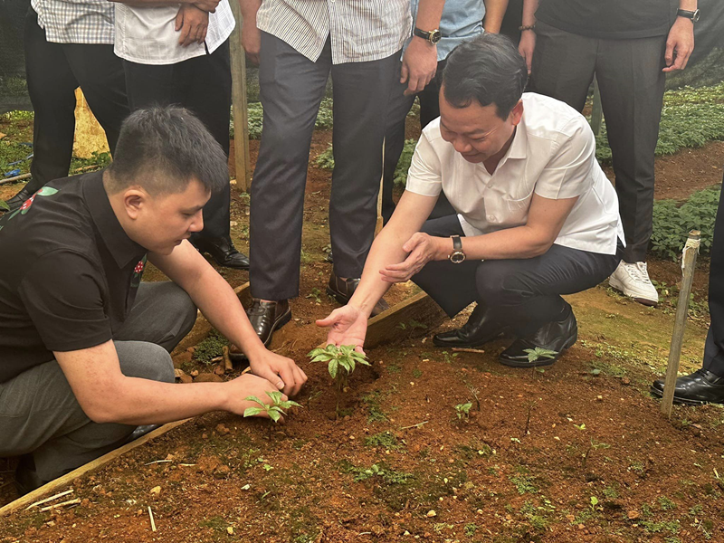 Bí Thư Tỉnh Ủy Yên Bái Nhổ Sâm Tại Panax Việt Nam