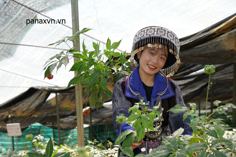 ảnh vườn sâm panax việt nam