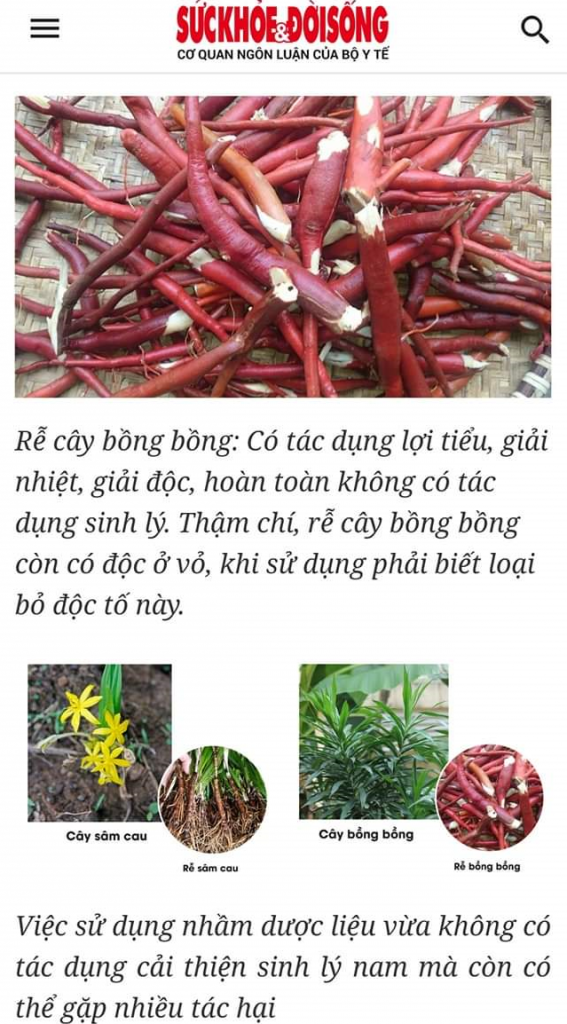 sâm cau thật sâm cau giả