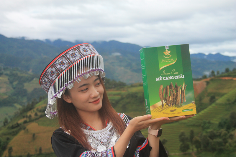 sâm cau khô mù cang chải