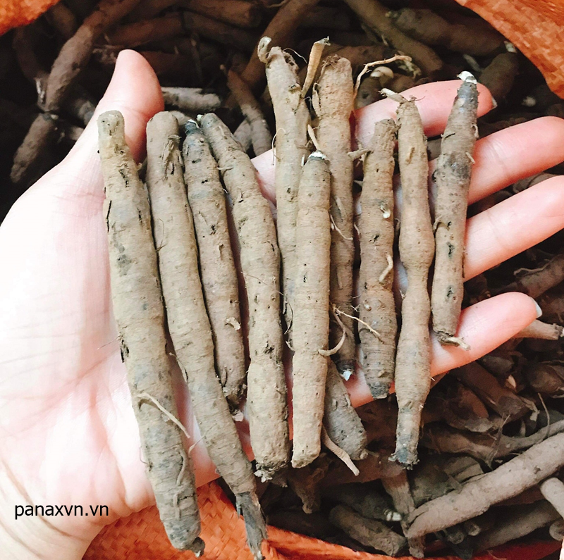 củ sâm cau tươi