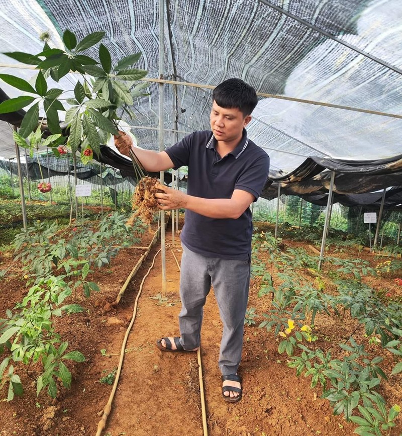 nhổ sâm tại vườn cho khách