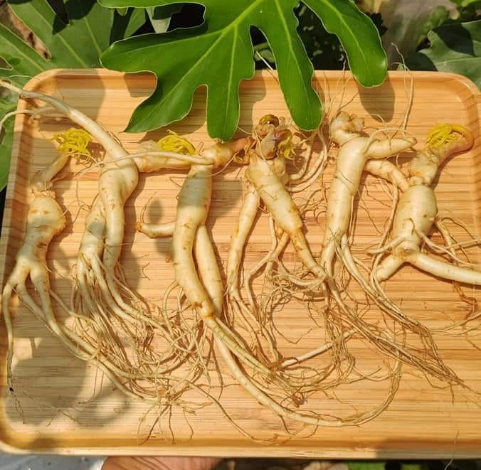 sâm trường bạch 6 tuổi