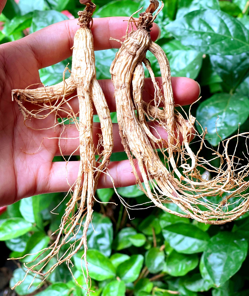 sâm trường bạch khô