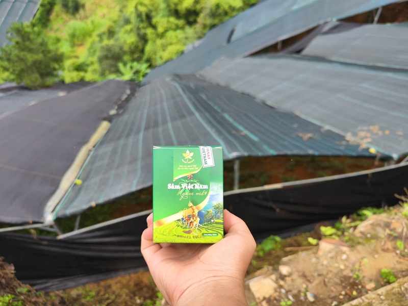 Sâm Việt nam ngâm mật ong rừng