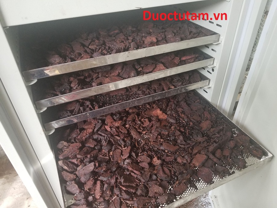 sấy hà thủ ô đỏ