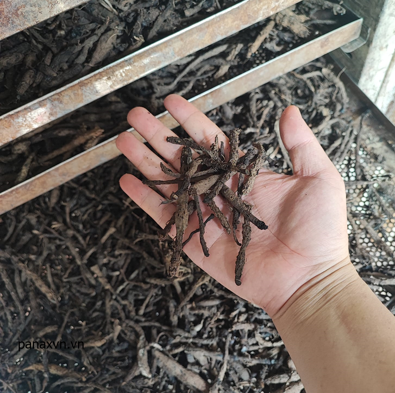 sâm cau sấy khô