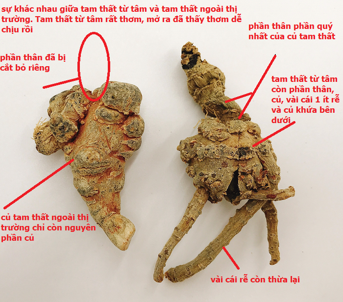 tam thất từ tâm và tam thất trên thị trường