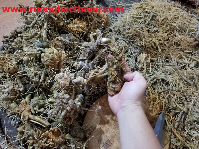 Tam Thất Tươi Bỏ Rễ Để Sấy