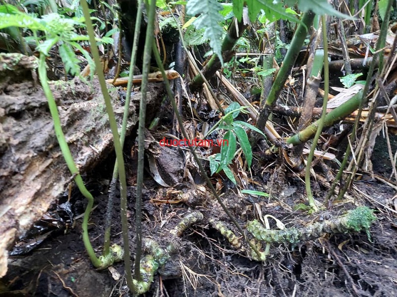 củ tam thất hoang