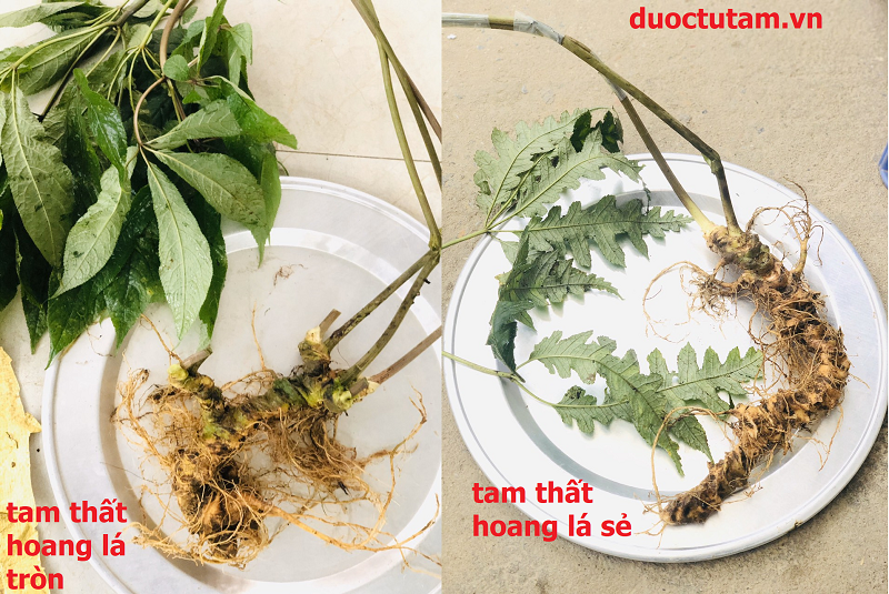 tam thất hoang