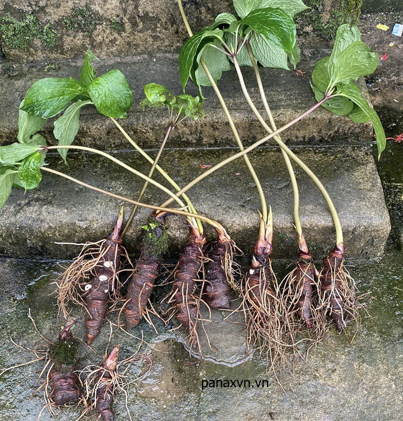 thất diệp nhất chi hoa