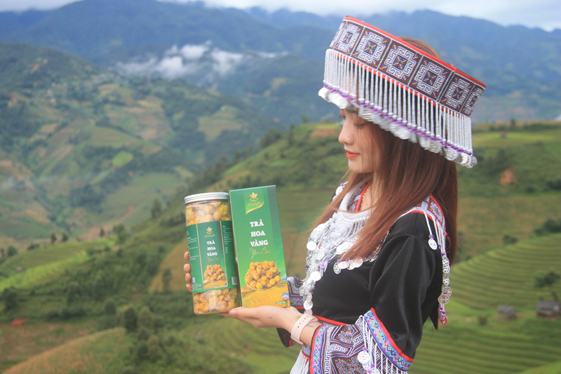 trà hoa vàng trên ruộng bậc thang