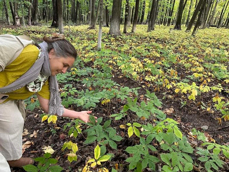 vườn trồng nhân sâm 