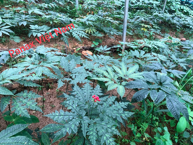 vườn trồng tam thất hoang