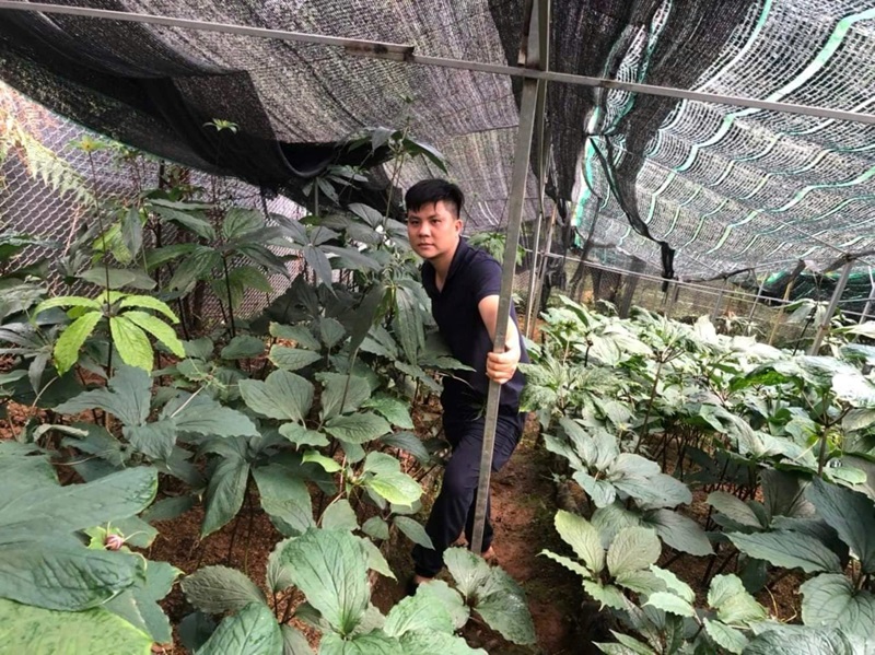 vườn thất diệp nhất chi hoa